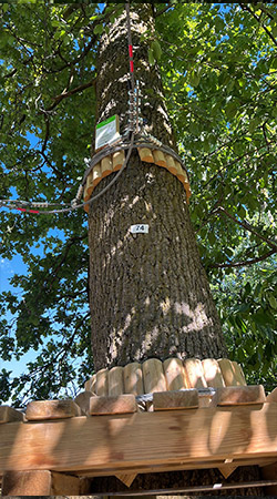 Percorso Medium junior